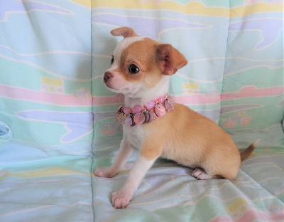 CHIOT 2