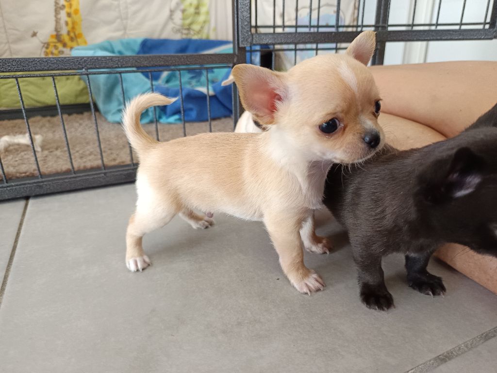 Fabien Alric - Chiots disponibles - Chihuahua